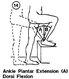 Ankle, plantar extension and dorsi flexion