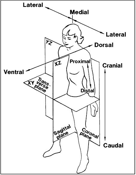 Sketch of a woman with planes drawn to demonstrate terminology