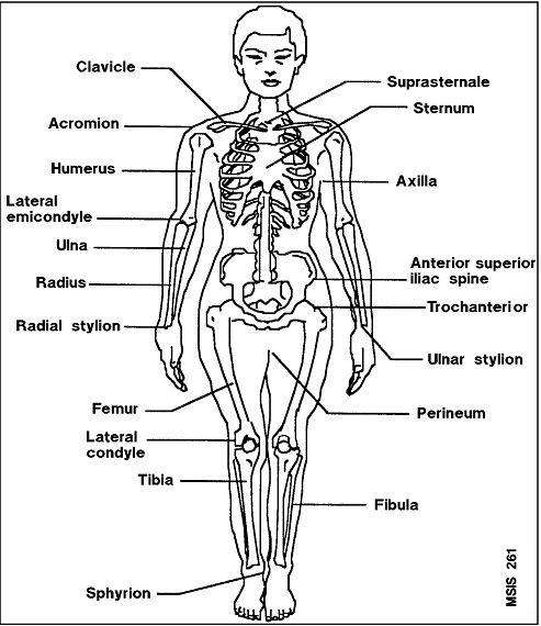 Abdominal Landmarks