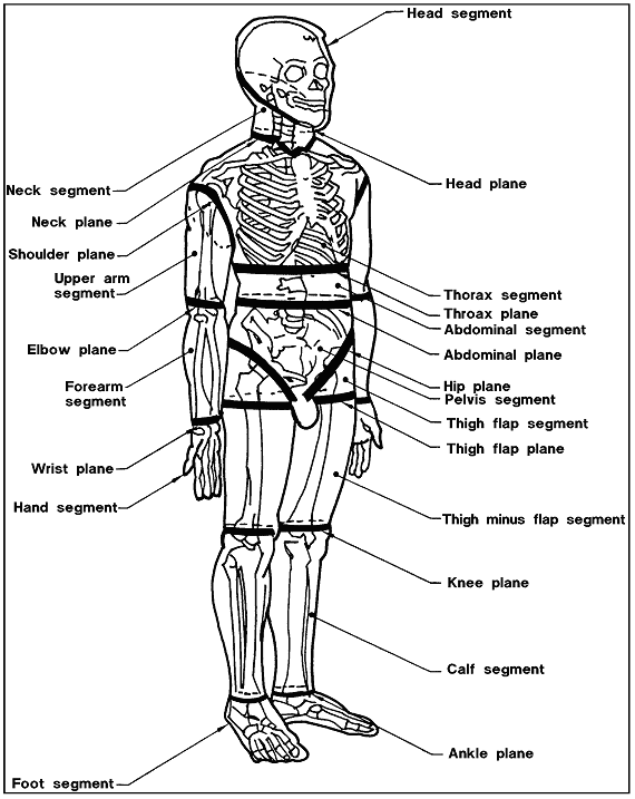 Sketch of a skeleton labeling the structural segments and planes