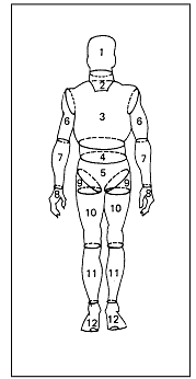 Sketch showing basic volume of male body segments