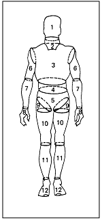 Sketch showing basic mass of male body segments 