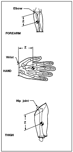 Sketches of forearm, hand, and thigh to demonstrate center of mass locations for males