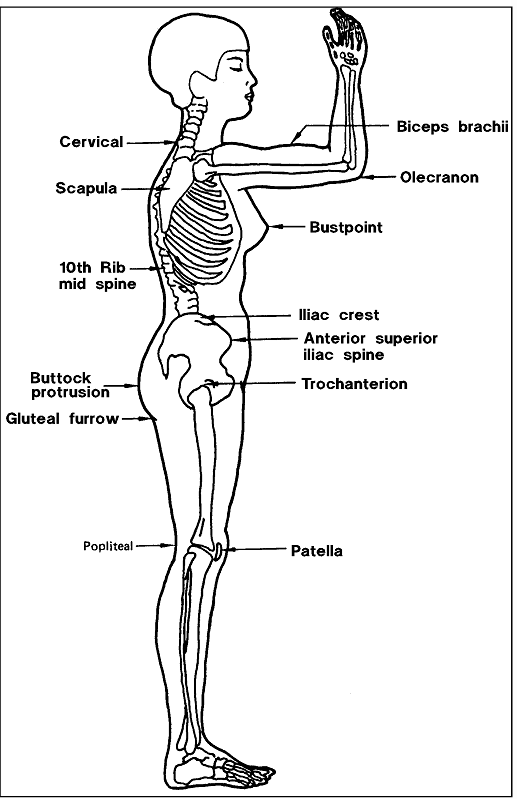 Sketch of a transparent woman (side view) labeling the structural parts