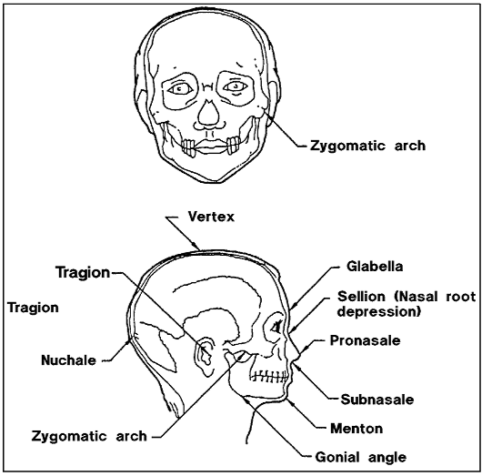Sketches of a transparent head (frontal & side view) labeling the structural parts