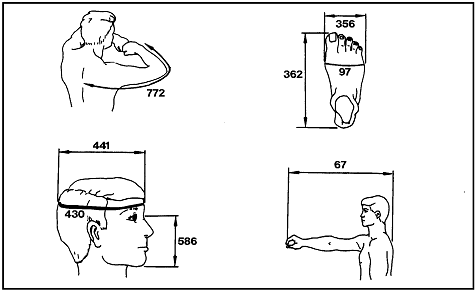 Sketches of a man's bent arm, man's foot (top view), man's outstretched arm (side view), and a man's head (side view) labeling the measurements