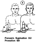 Forearm, pronation and supination
