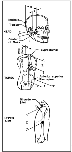 Sketches of head, torso, and upper arm to demonstrate center of mass locations for males