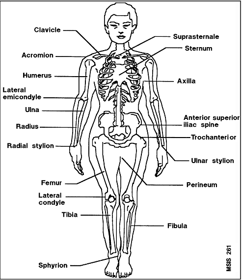 Sketch of a transparent woman (frontal view) labeling the structural parts