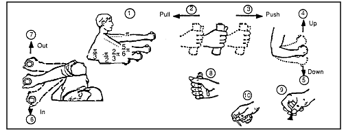 Figure showing Arm, hand, and thumb/finger strength