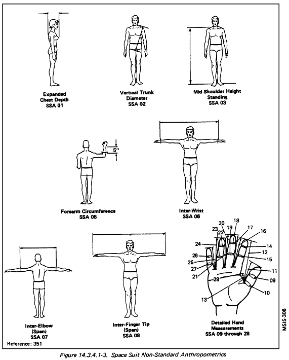 Sketches of men and women demonstrating anthropometric labels